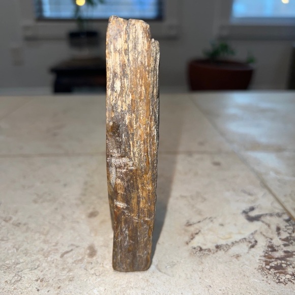 petrified wood - Picture 3 of 10